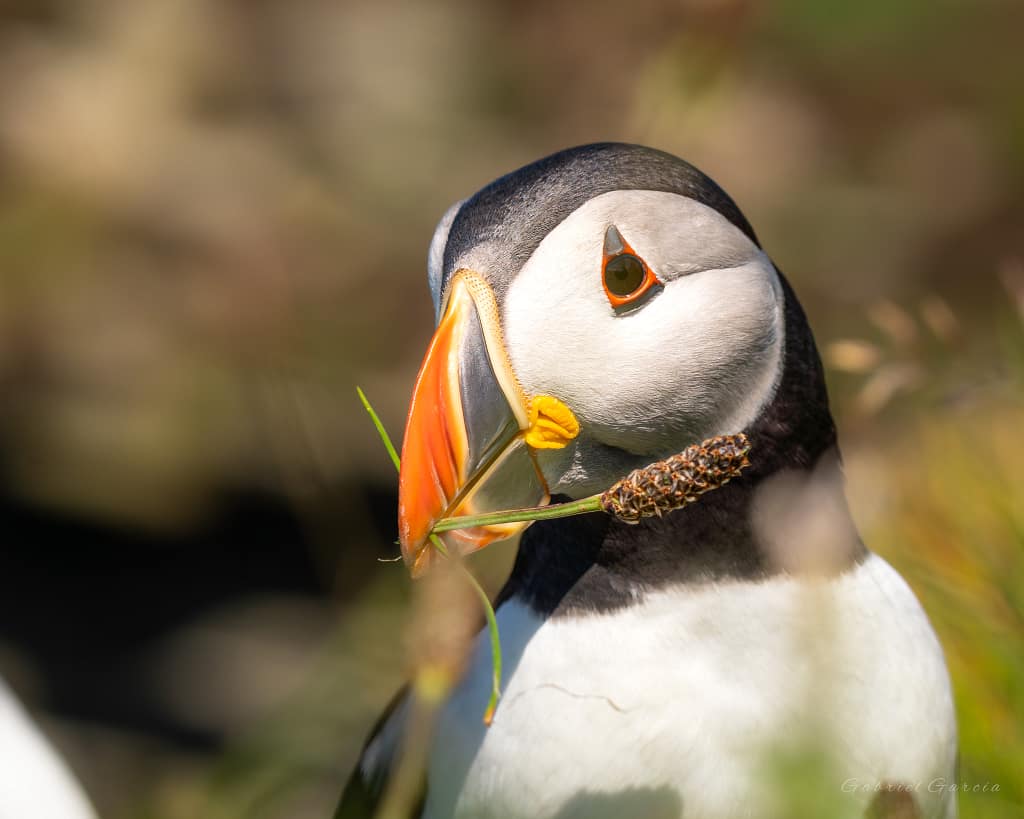 Puffin with branch
