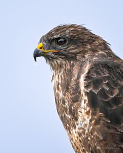 Buzzard