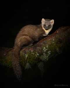 Pine Marten