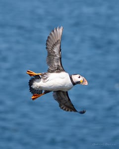 Flying Puffin