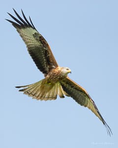 Red Kite