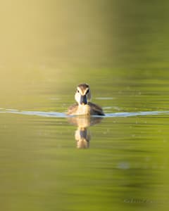 duck