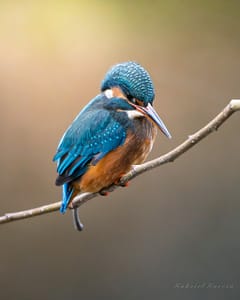 kingfisher sun