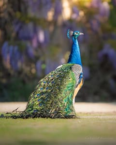 peacock