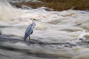 Grey heron long exposure
