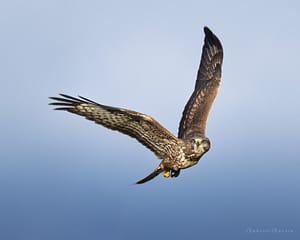 Flying Buzzard
