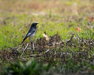Black Redstart