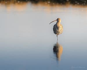 Curlew