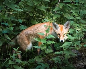 Red Fox