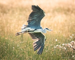 Flying Grey Heron