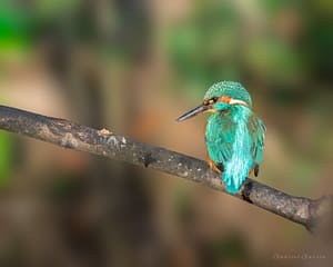 Kingfisher