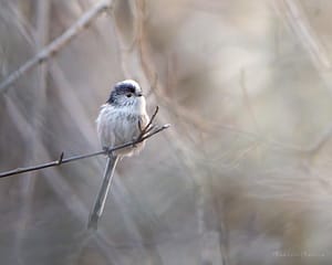 LongTailed tit
