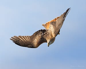 Red Kite Diving