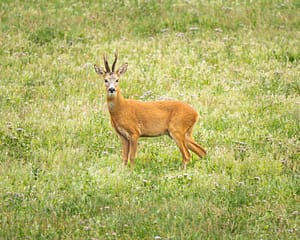 Roe Deer