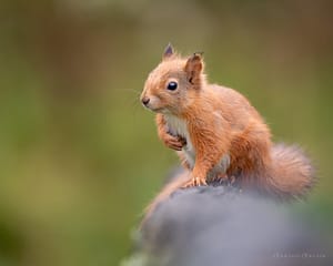 Red Squirrel