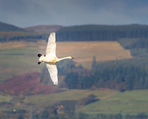 Whooper Swan