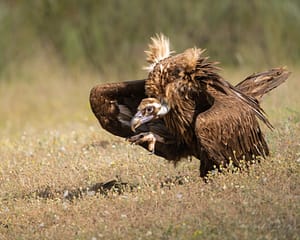 Cinereous Vulture
