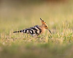 hoopoe