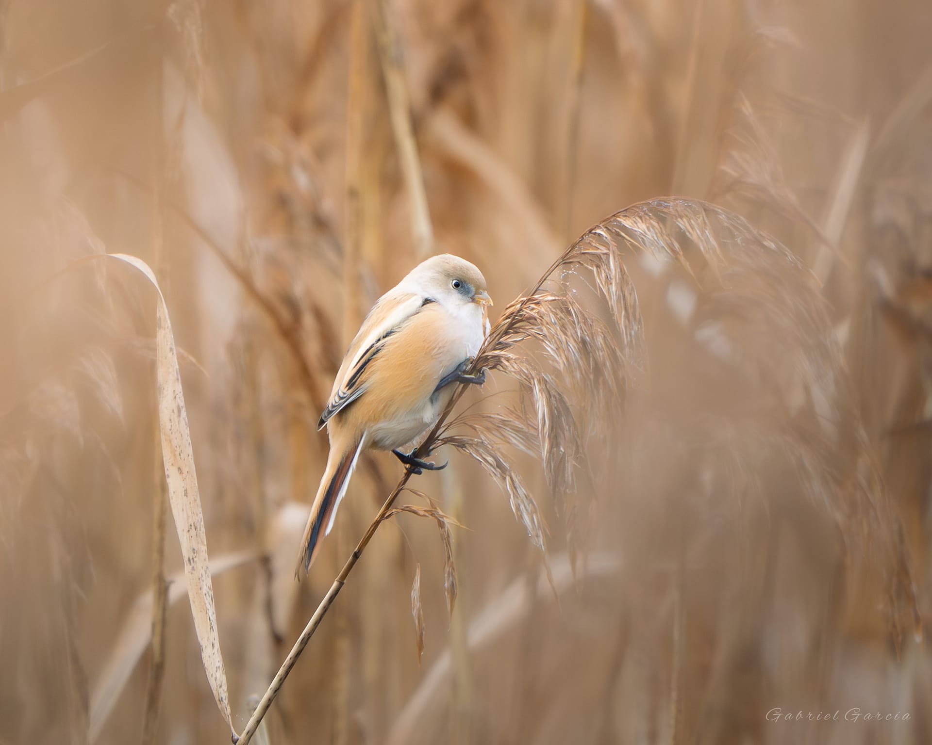 Female Bearded Tit