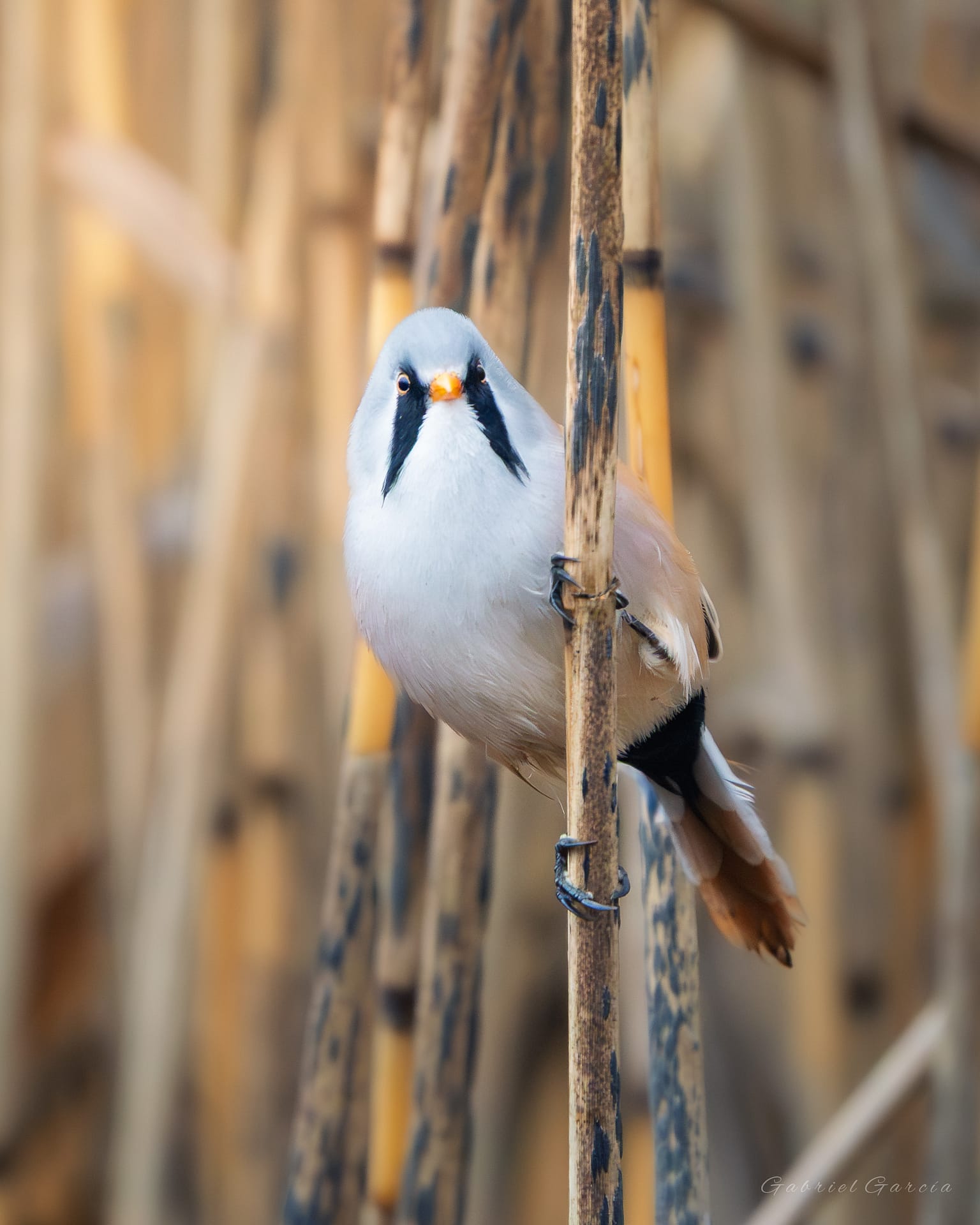 Male Bearded Tit