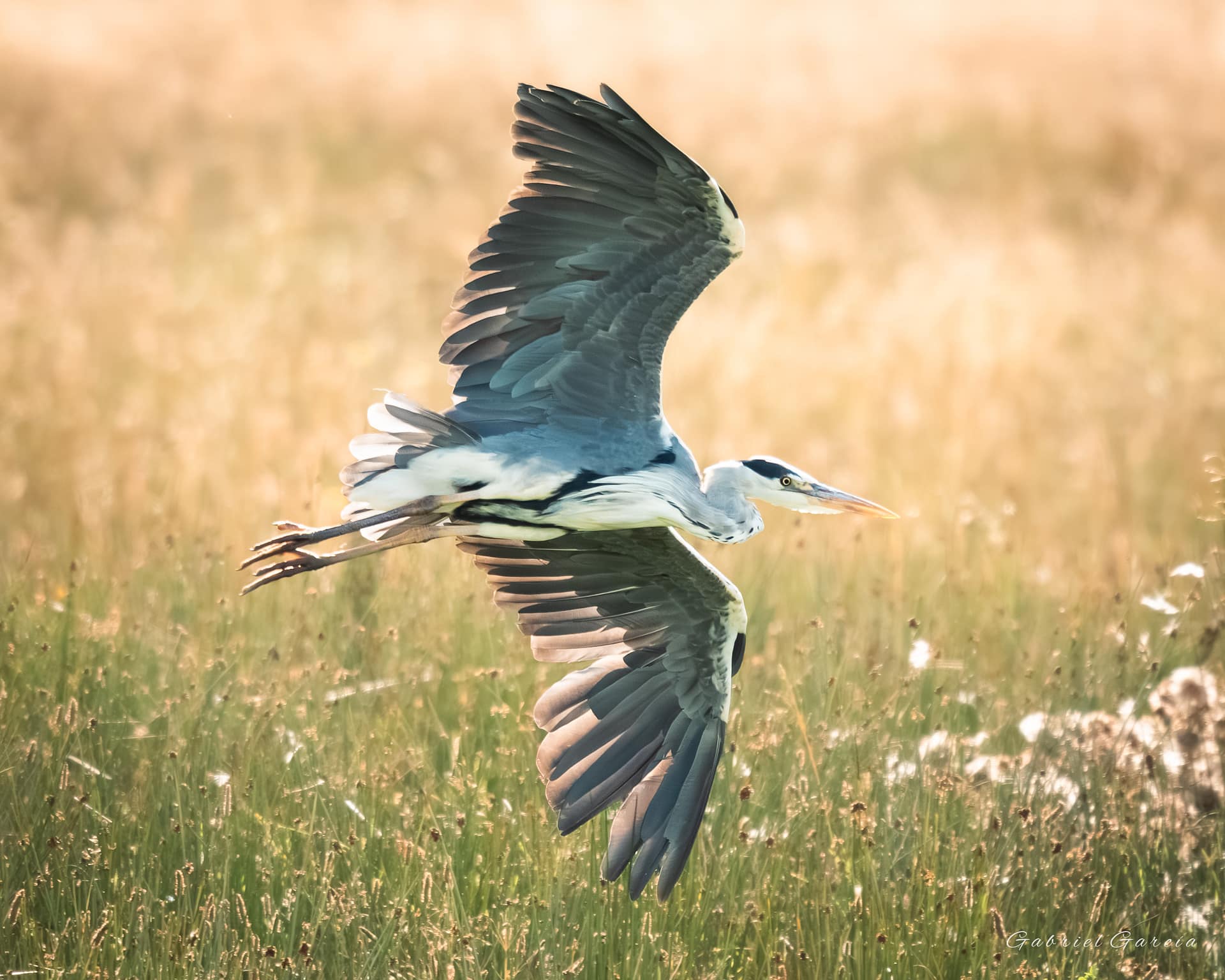 Flying Grey Heron