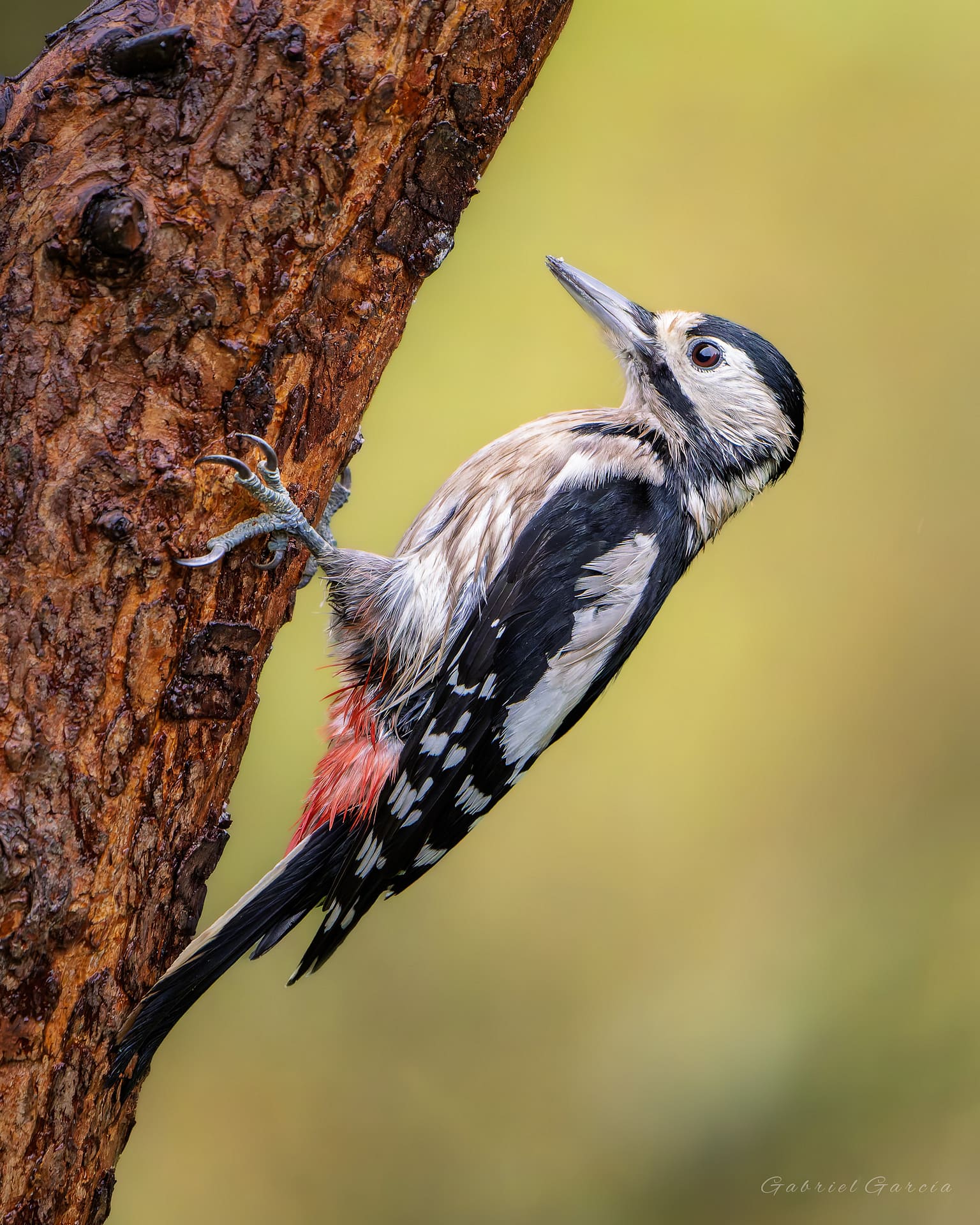 Great Spotted Woodpecker