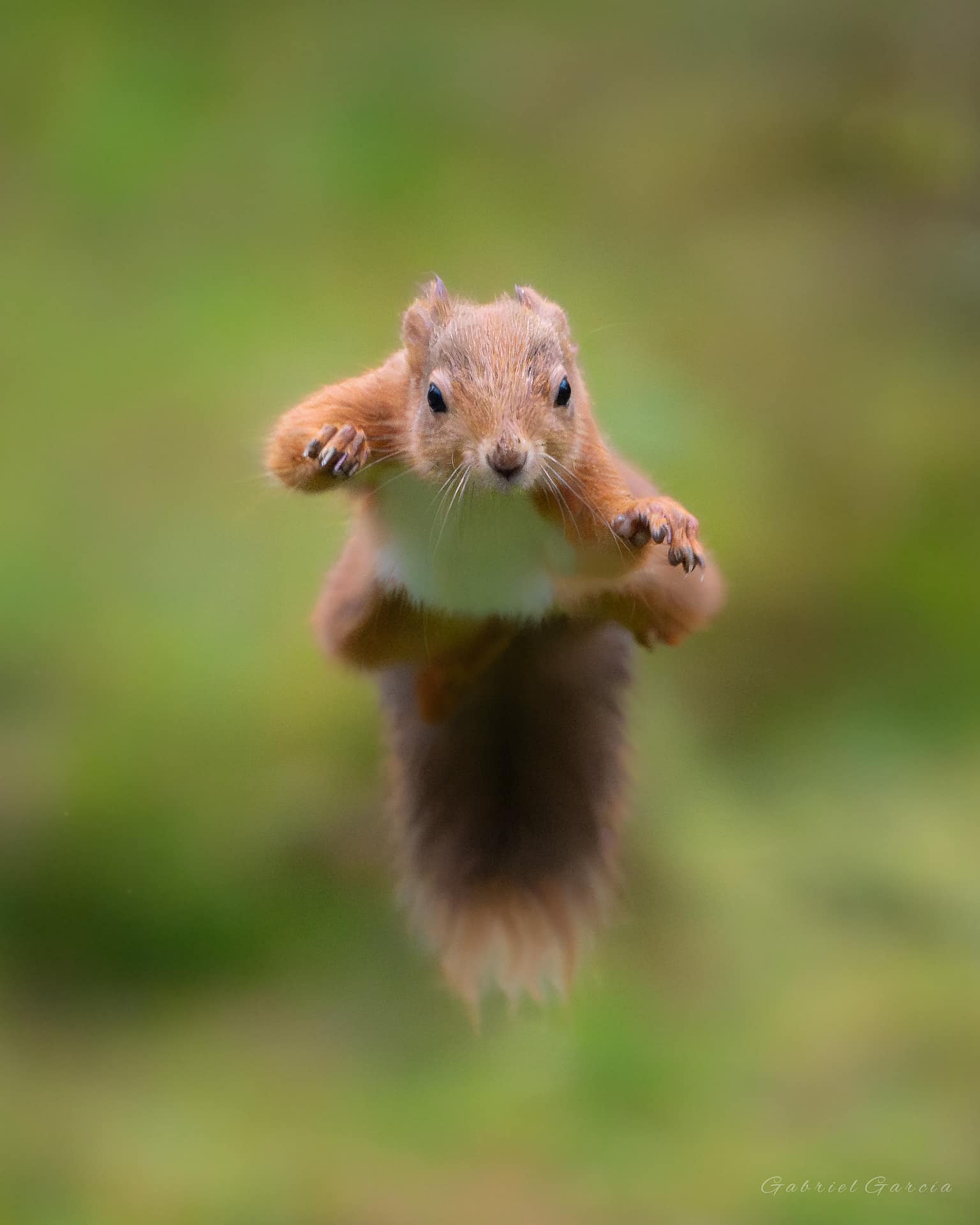 Jumping Red Squirrel