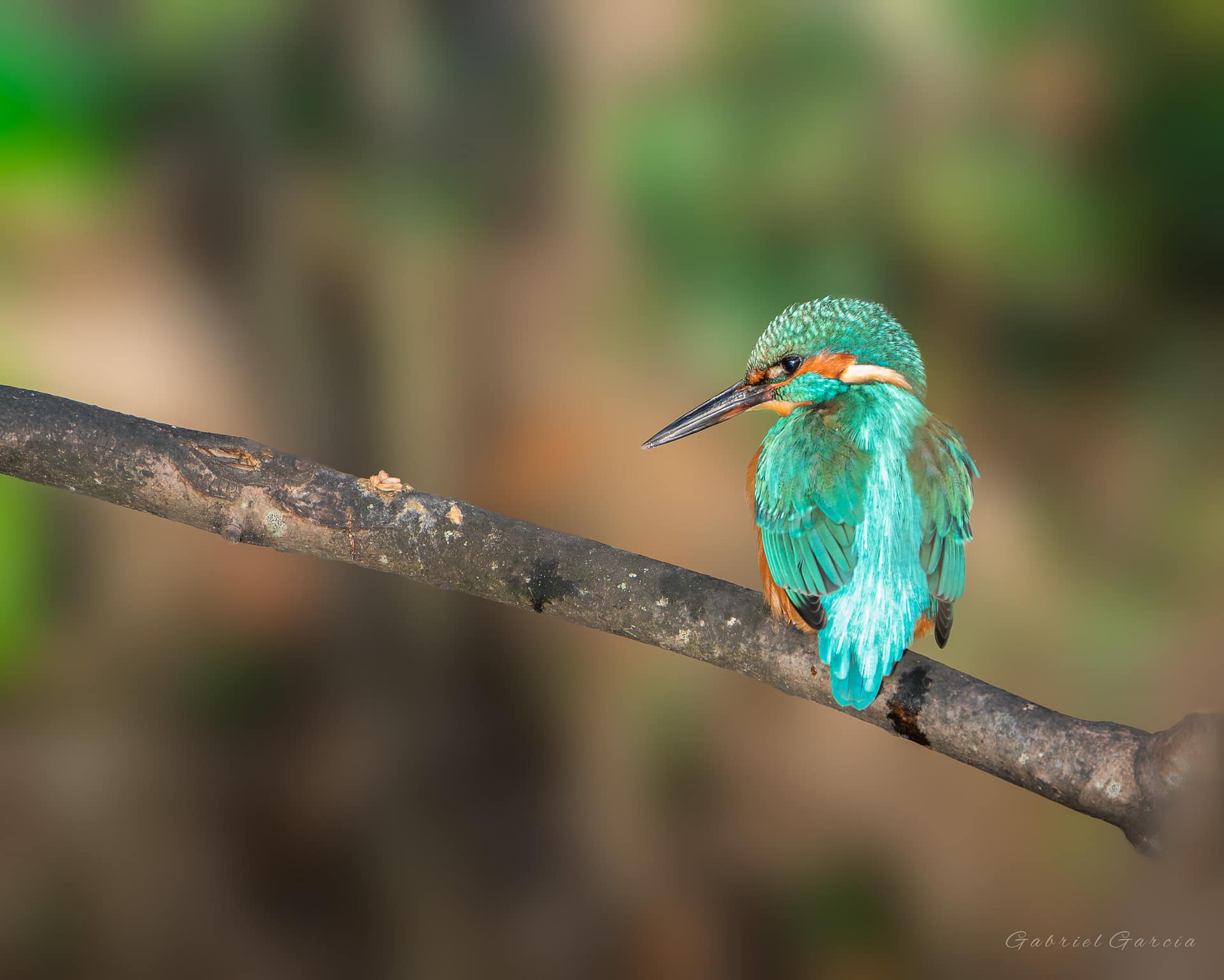 Kingfisher