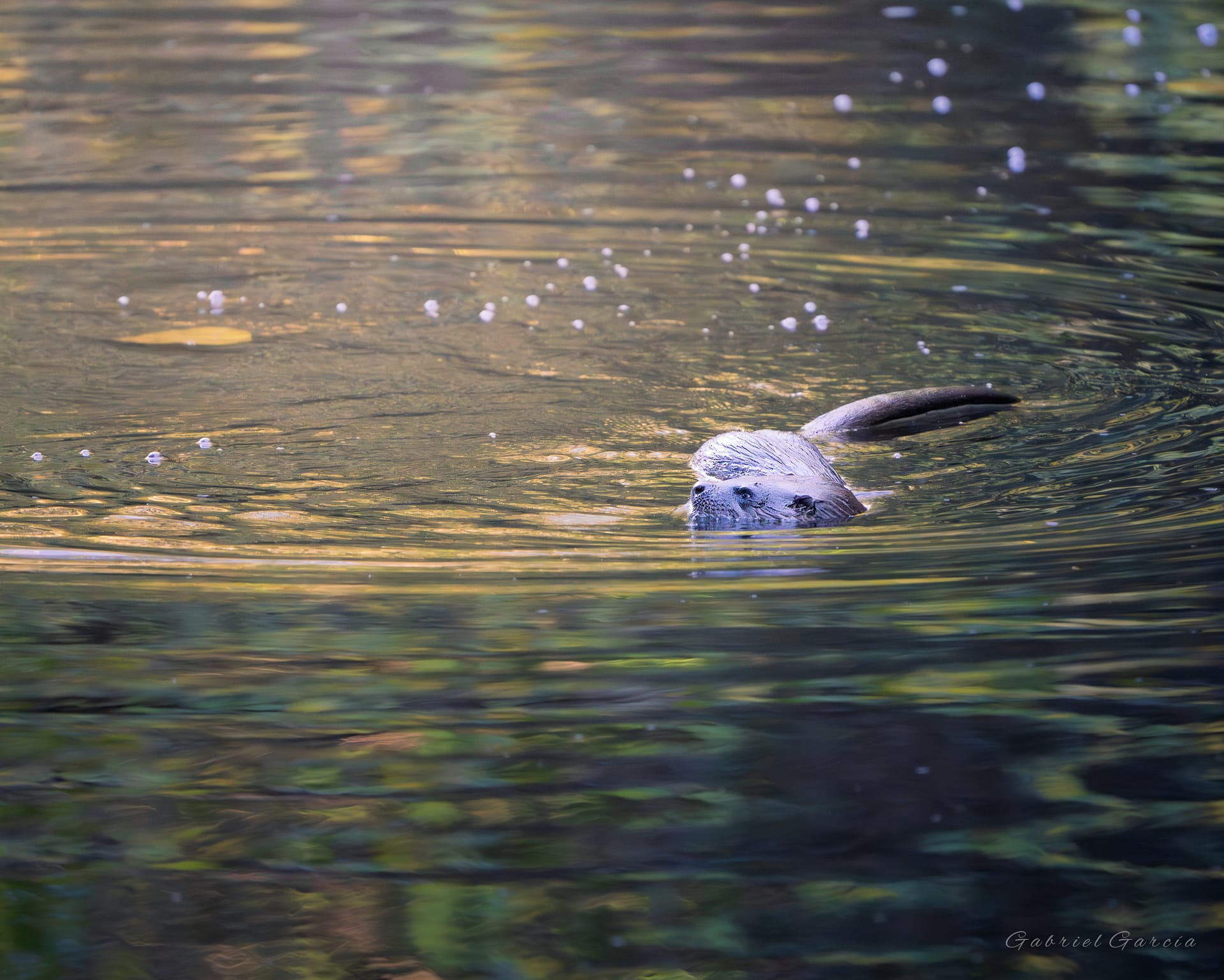 Swimming Otter