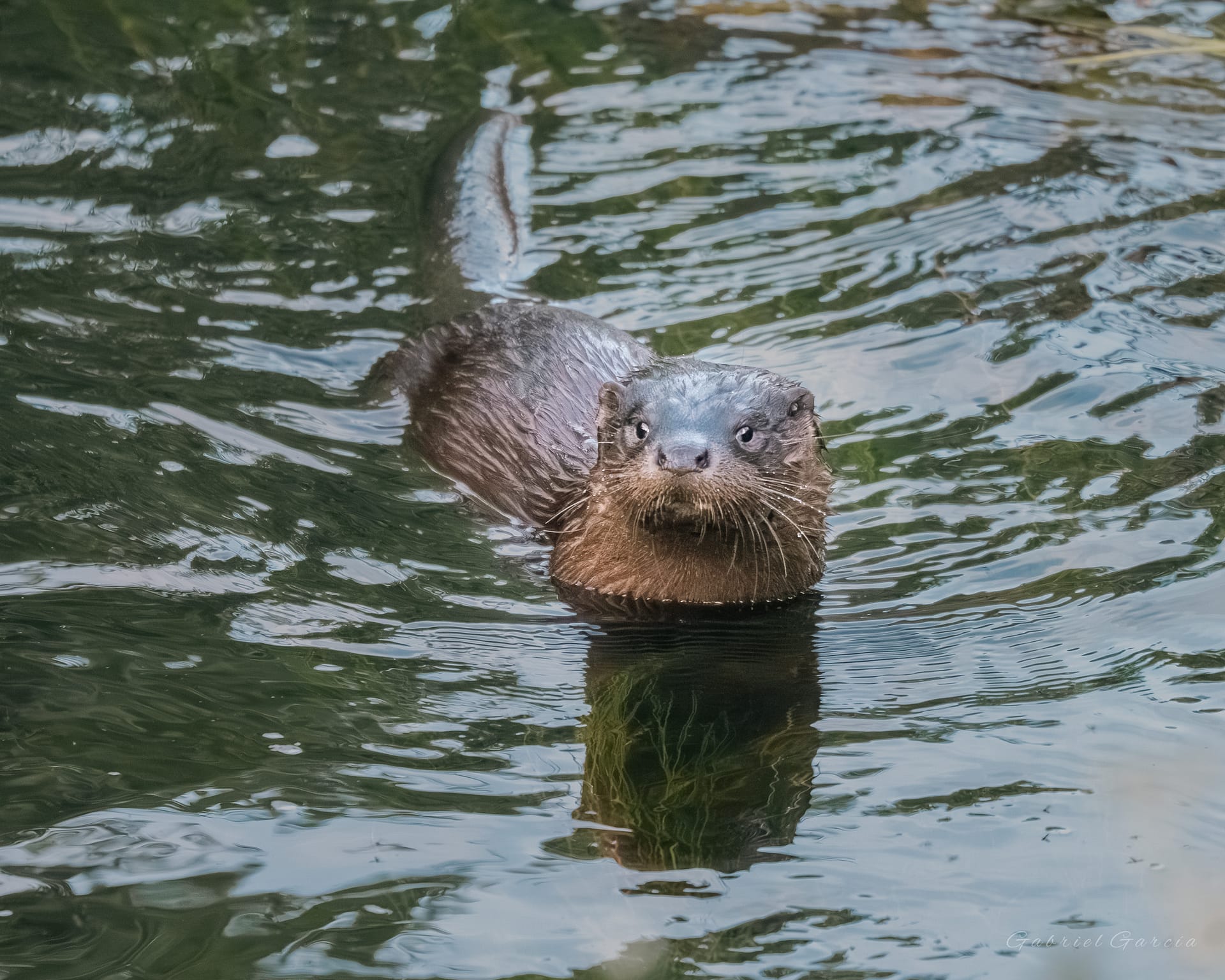 Curious Otter