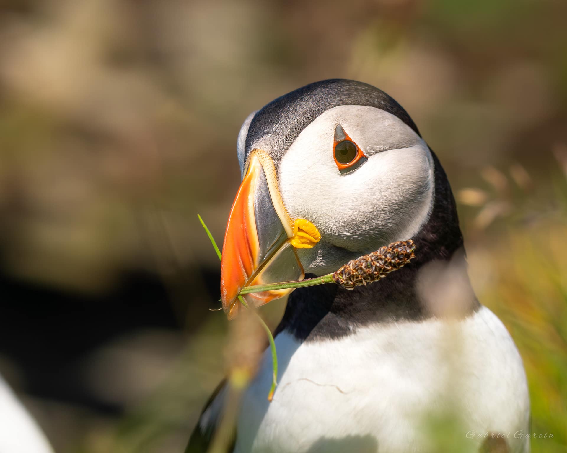 Puffin with branch