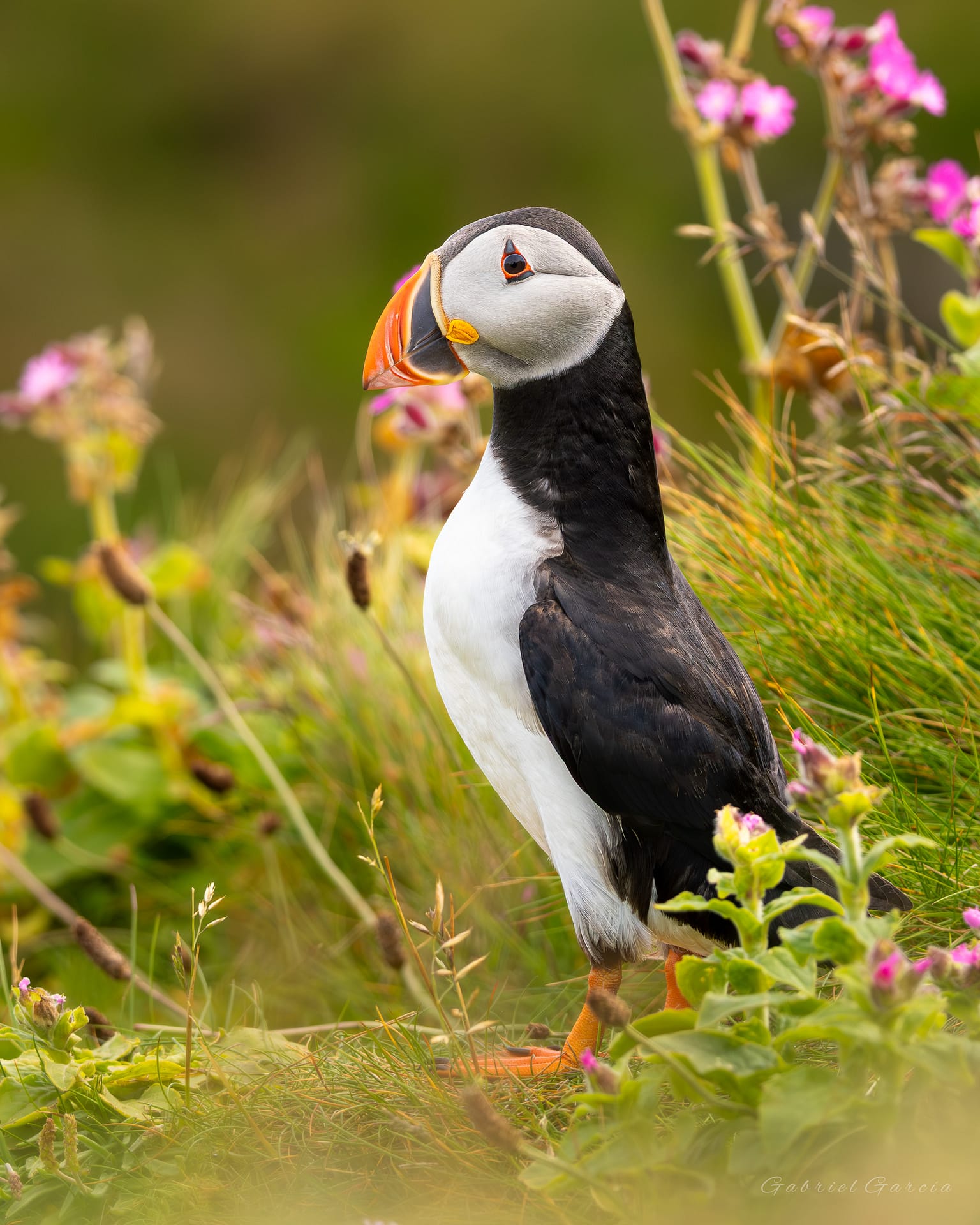 Puffin