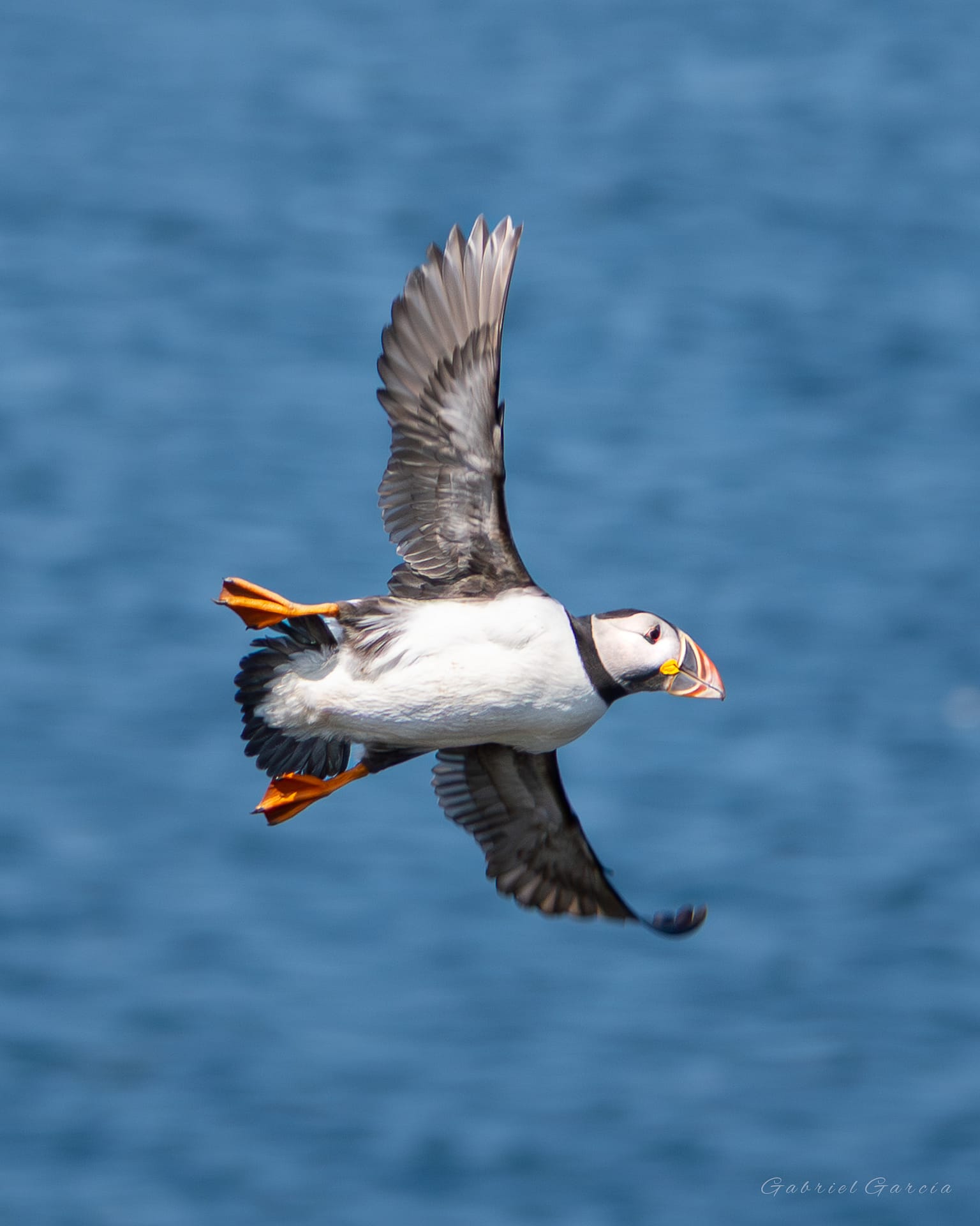 Flying Puffin