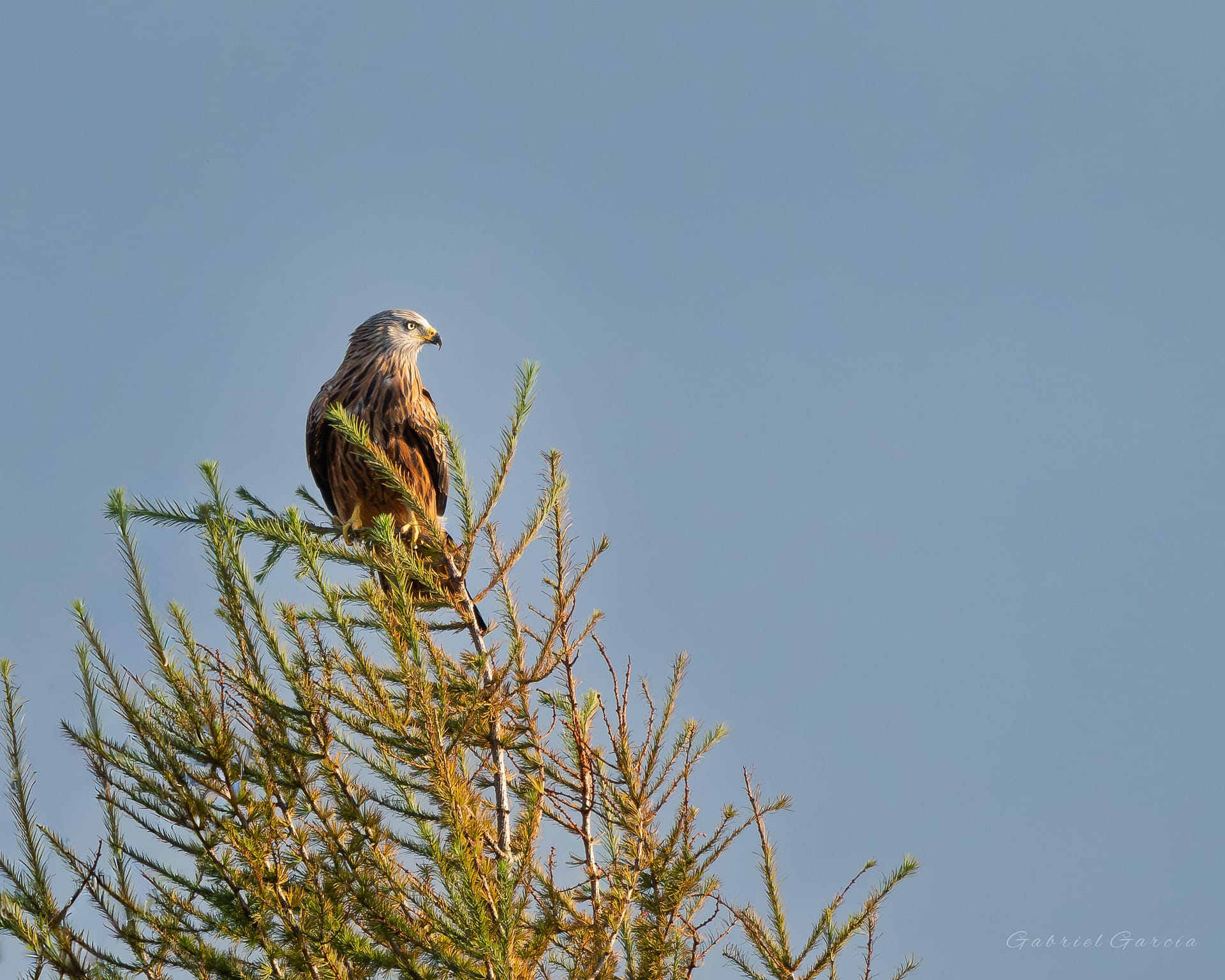 Red Kite Perched