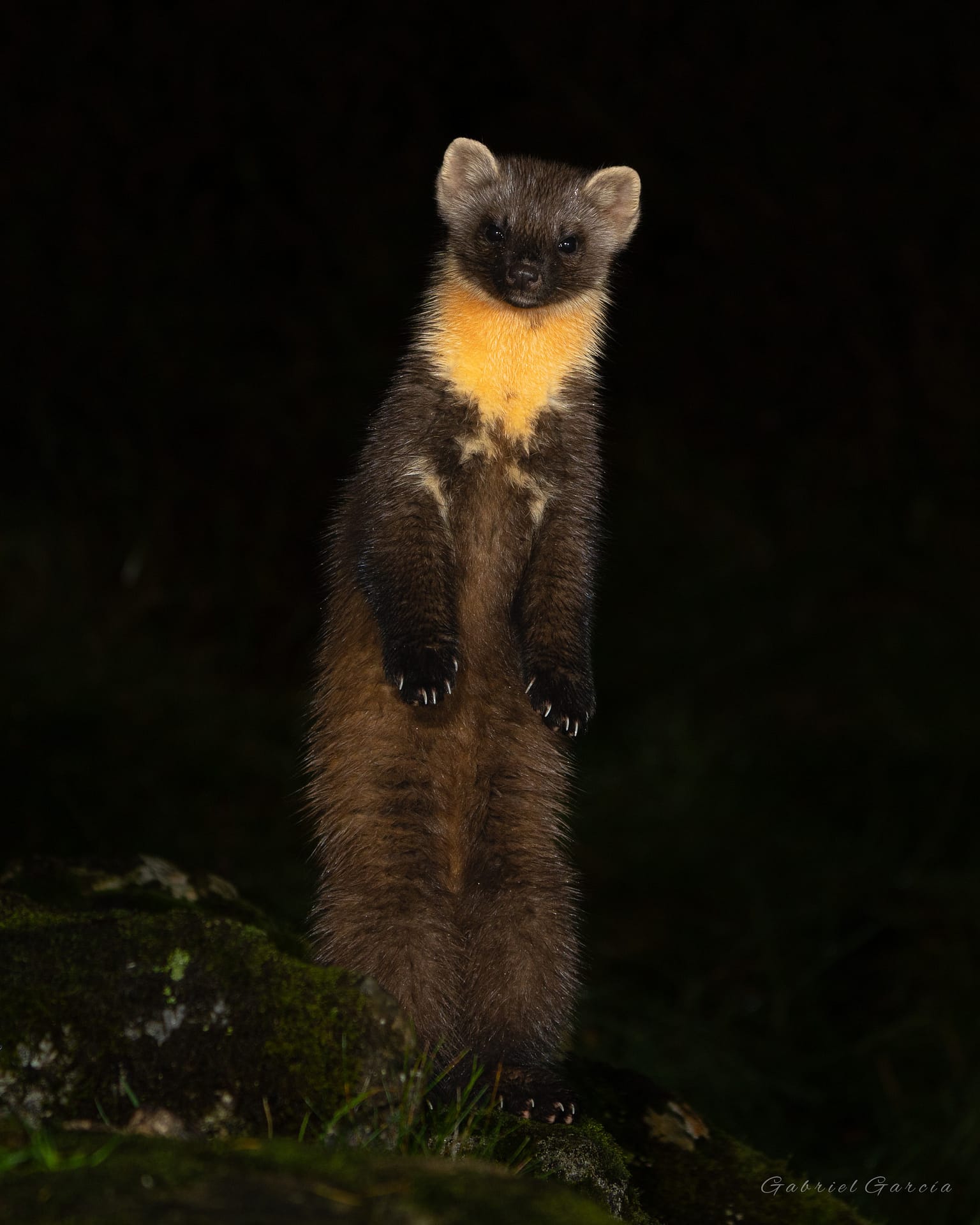 Curious Pine Marten