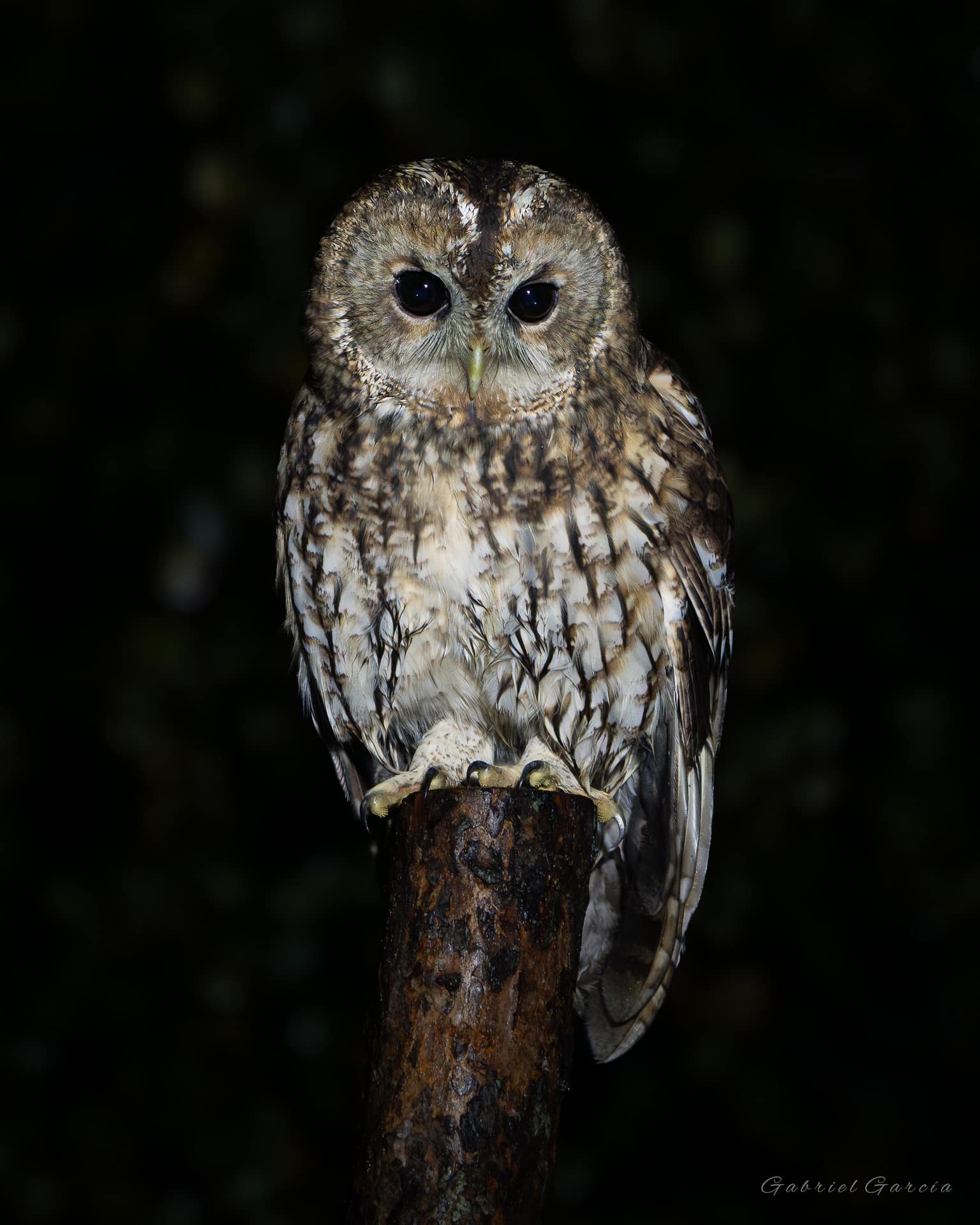 Tawny Owl