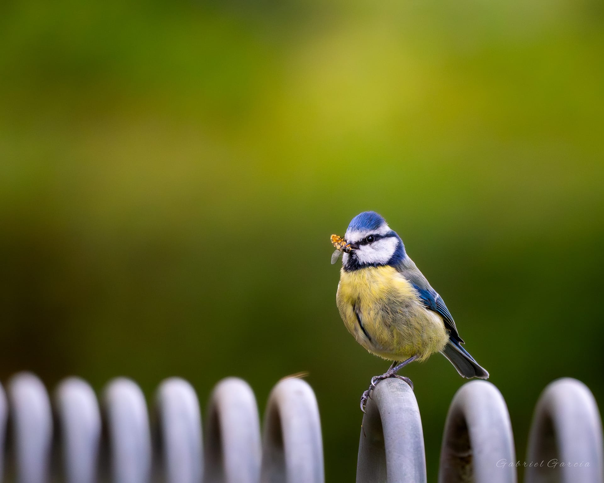 Blue tit