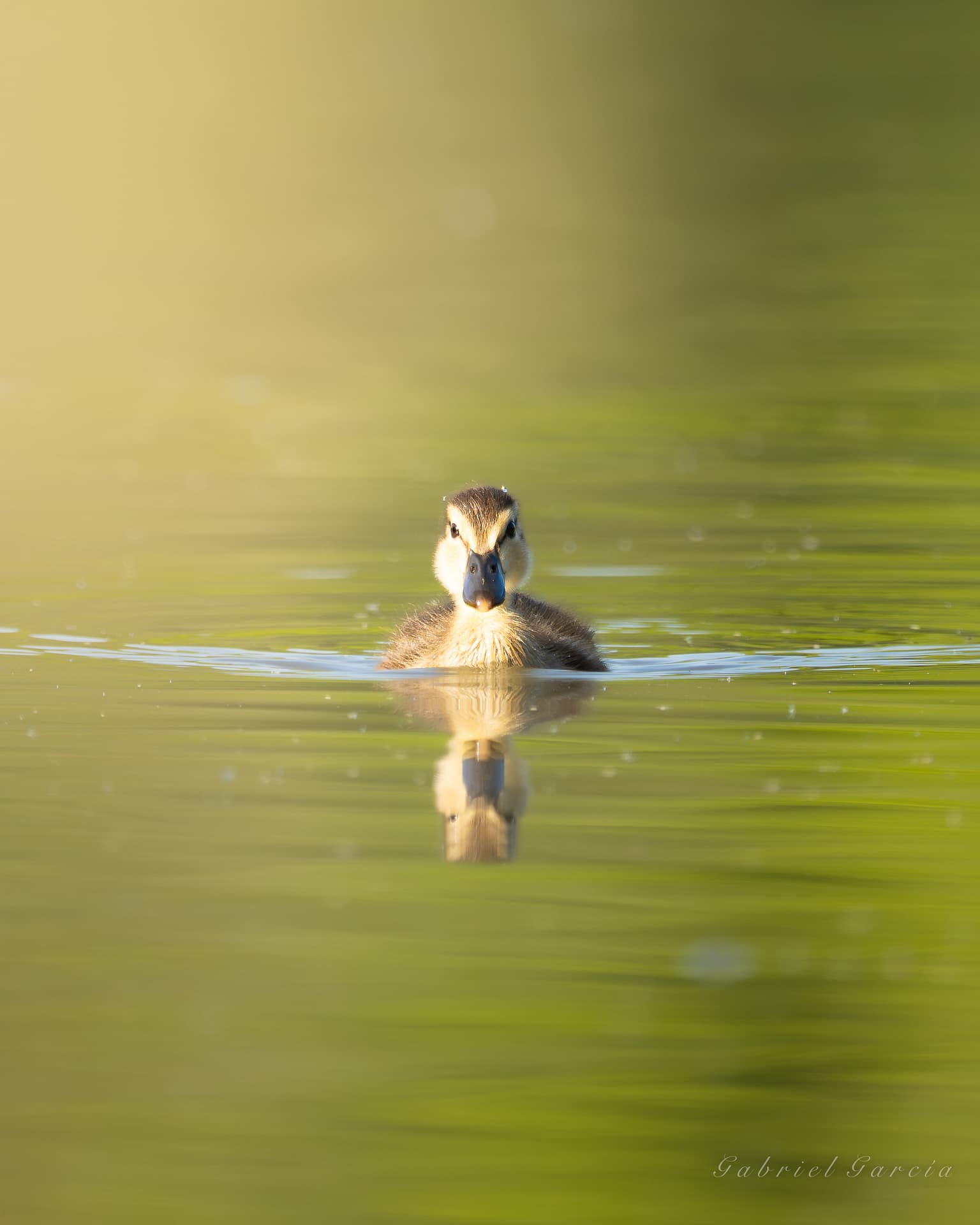 duck