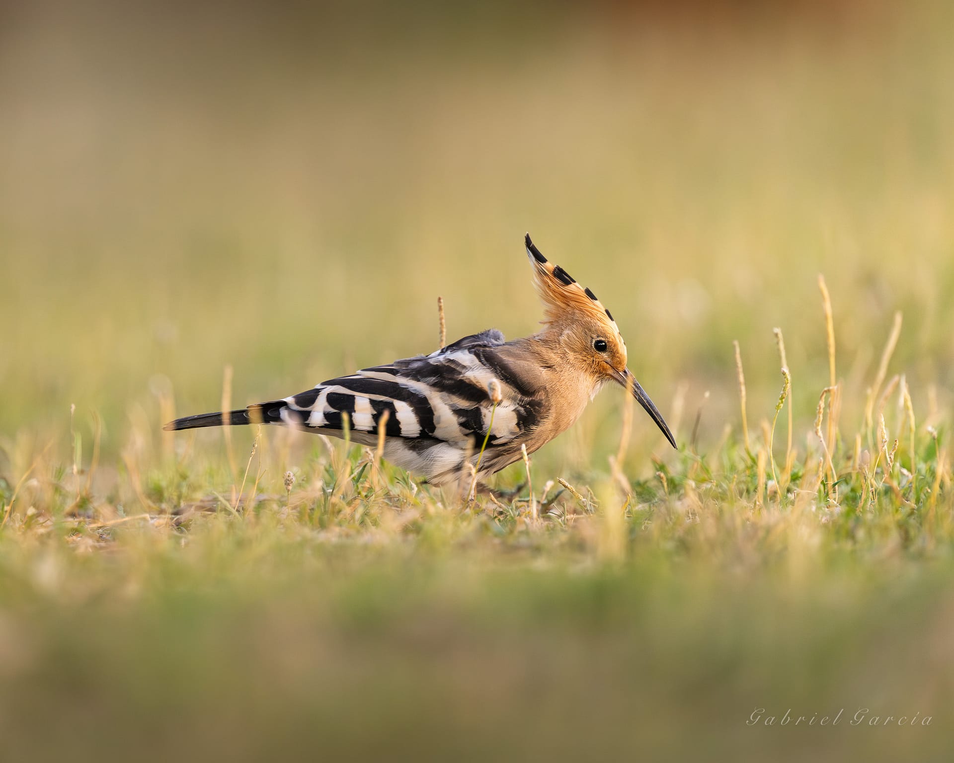 hoopoe