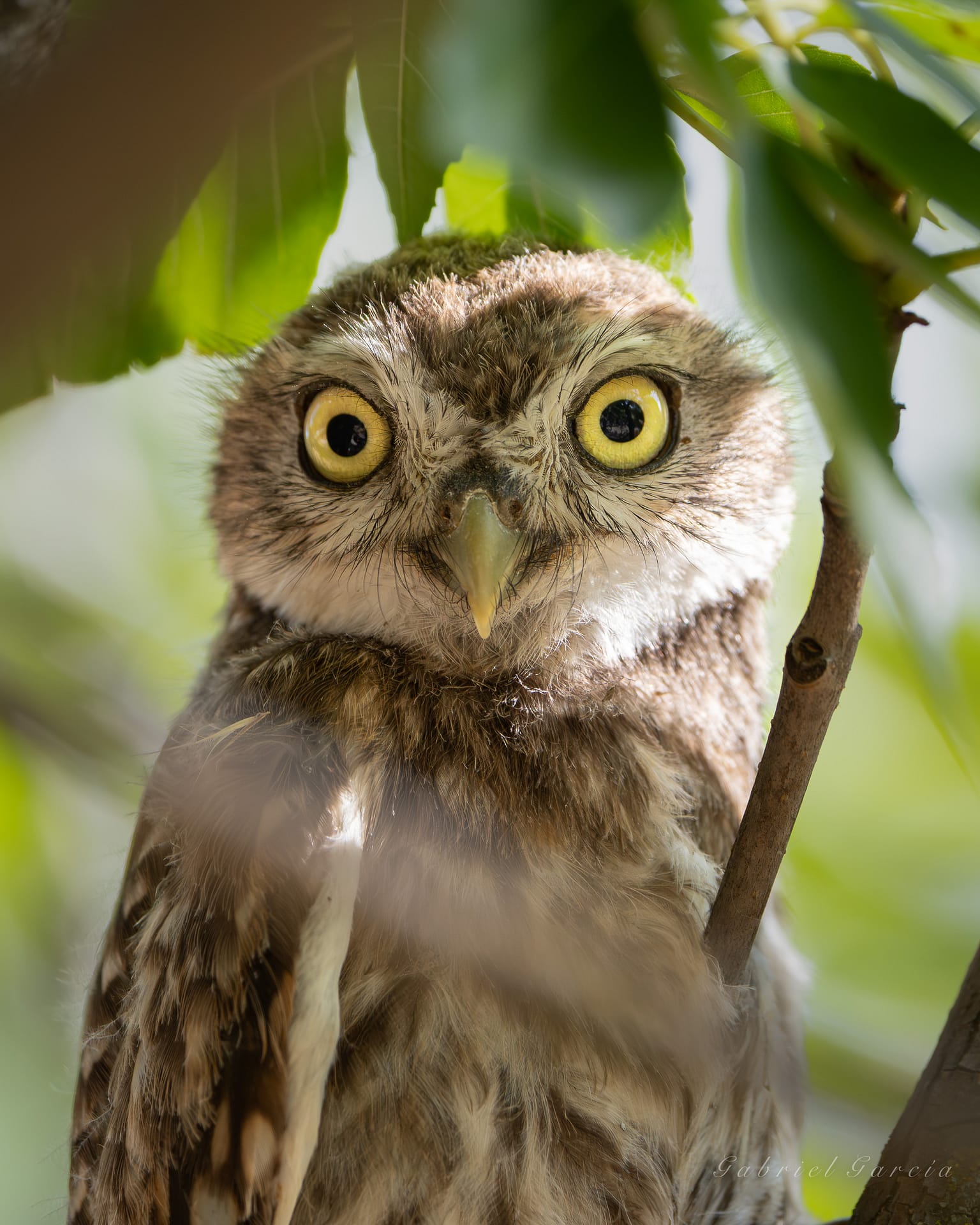 little owl chick