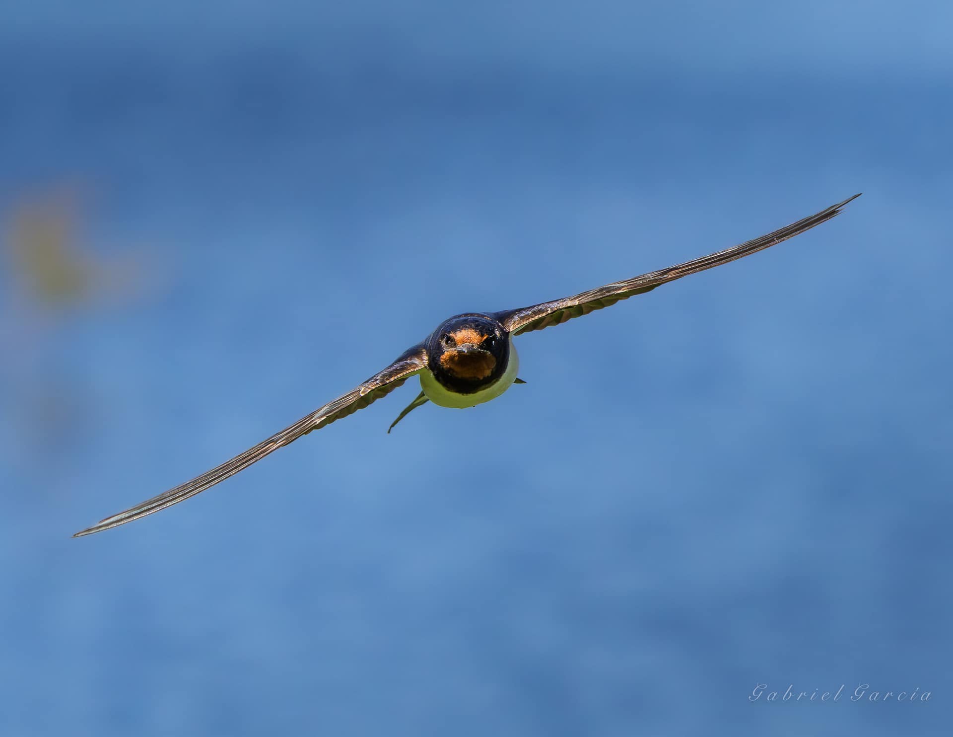Barn Swallow